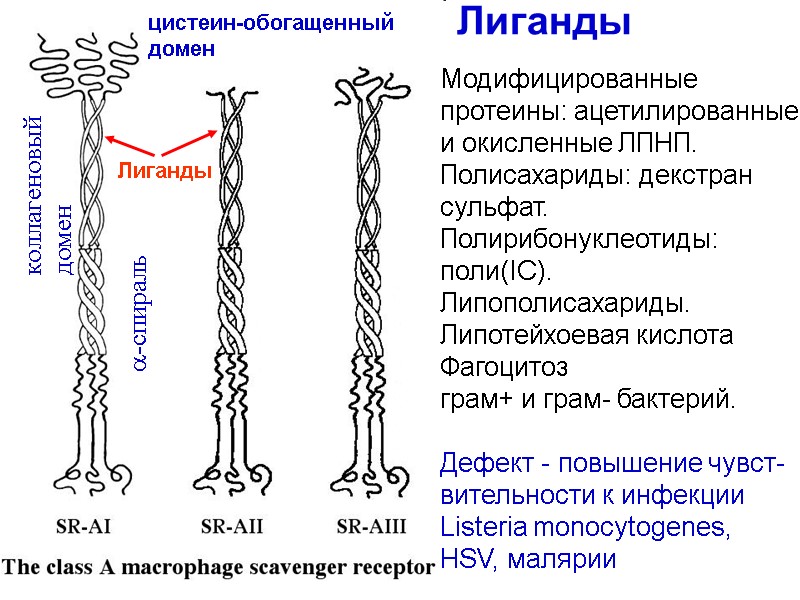 Лиганды Модифицированные  протеины: ацетилированные и окисленные ЛПНП. Полисахариды: декстран  сульфат. Полирибонуклеотиды: поли(IC).